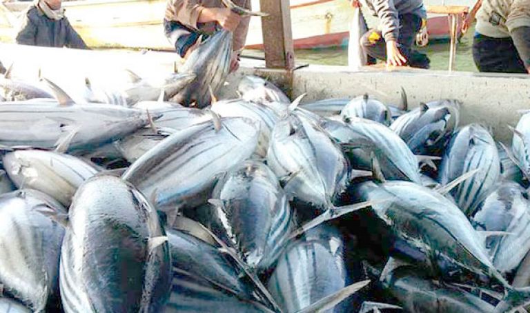 تصدير نحو 40 طنا من السمك إلى إسبانيا