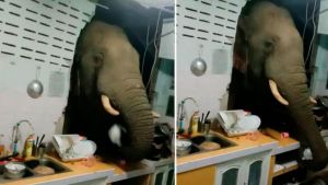 فيل جائع يقتحم منزلا لتناول الأرز