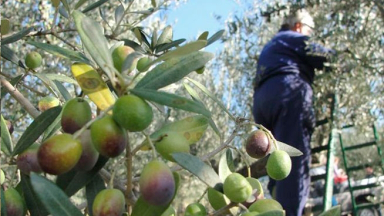 تراجع كبير في محصول الزيتون