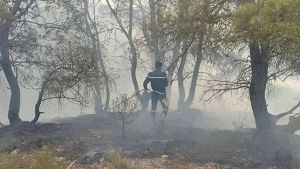 حرق الغابات.. جريمة مع سبق الإصرار والترصّد