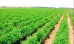 150 مستثمرا ينتظرون الإفراج عن المنطقة الصناعية