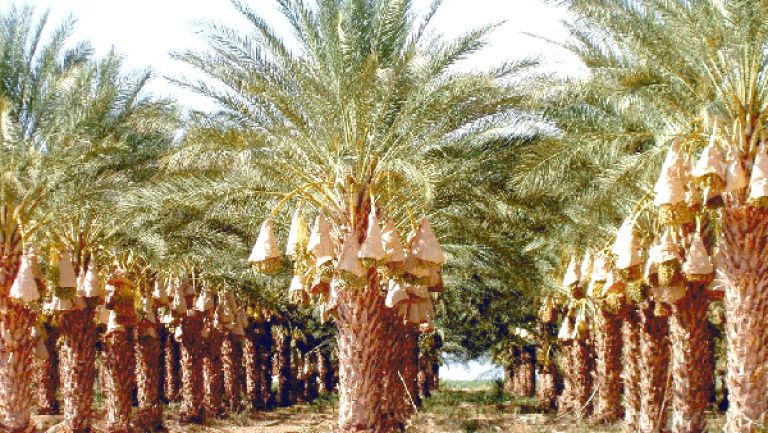 توجُّه نحو استغلال قدرات الوسط الزراعي