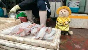 قط يبيع الأسماك في السوق