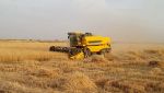 انطلاق موسم الحصاد والدرس بأدرار