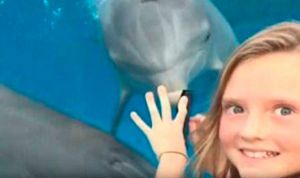 طفلة تجذب الدلافين
