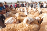 06 نقاط لبيع الأضاحي بداية من اليوم