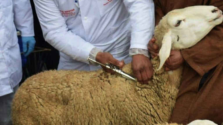 تلقيح 26 ألف رأس من الماشية بقسنطينة