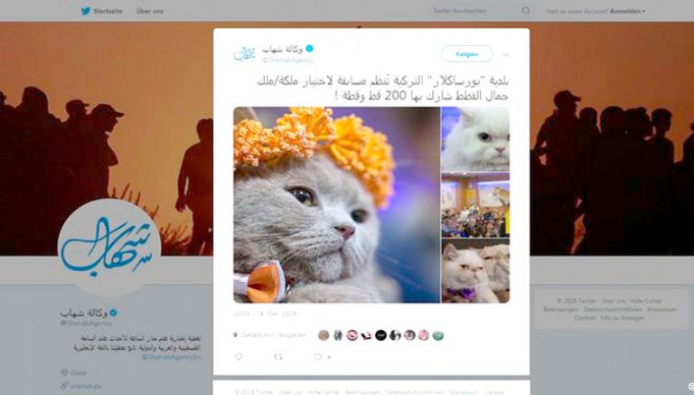 &quot;باموك&quot; ملكة جمال القطط .. في تركيا!