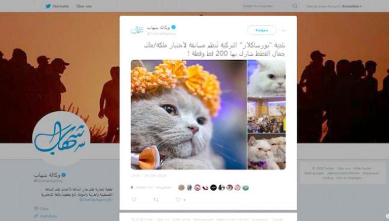 "باموك" ملكة جمال القطط .. في تركيا!