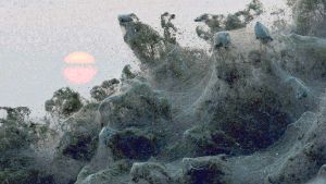 العناكب تغطي ضفاف بحيرة يونانية