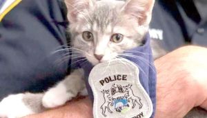 تعيين قطة بالشرطة