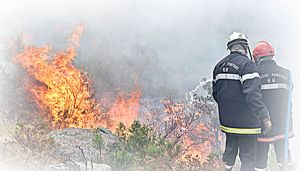 حرائق الغابات تسببت في إتلاف 1.263 هكتار 