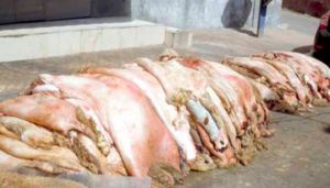 جمع جلود الأضاحي