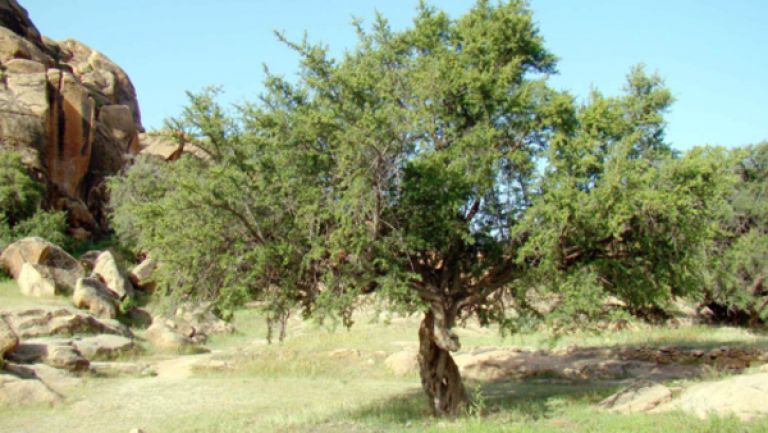 اقتراحات لحماية شجرة الأرقان
