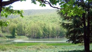 شراكة بين محافظتي الغابات والكشافة