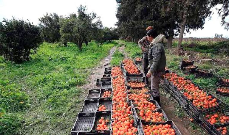 مرافقة الفلاحين لرفع الإنتاج والتوجّه نحو التصدير