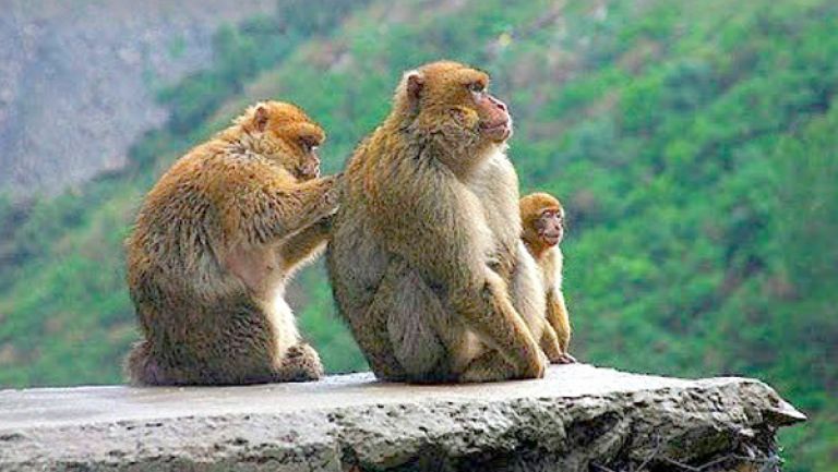 انتشار القردة يهدد الفلاحة الجبلية بالأطلس البليدي