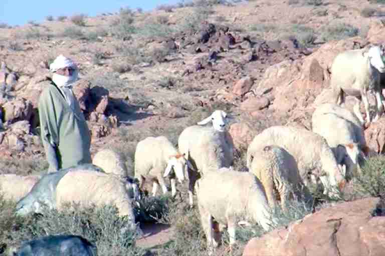 فلاحون يطالبون بتوقيف استنزاف الأراضي الرعوية