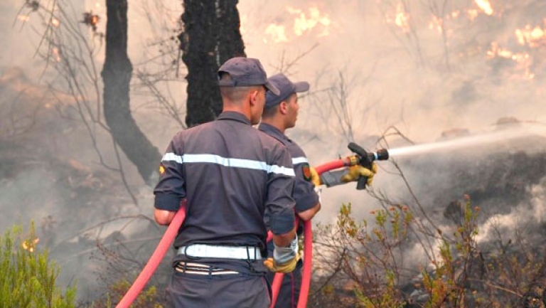 جهود جبّارة لإطفاء حرائق الغابات