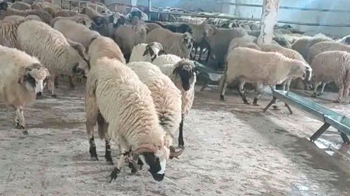 هذه هي كيفية اقتناء الأضاحي عبر المنصة الرقمية