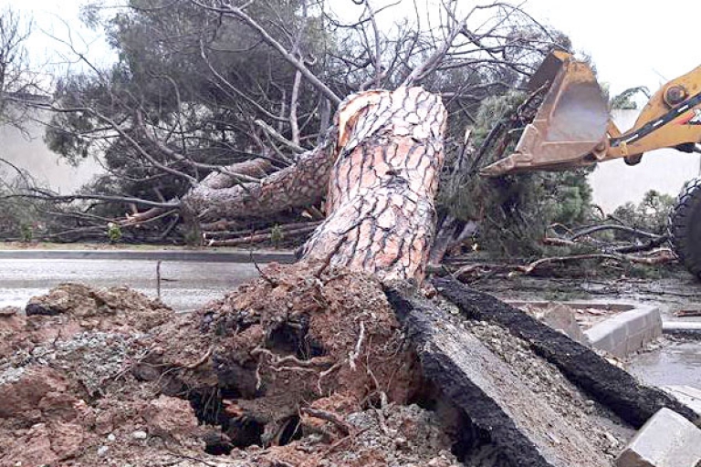 سقوط شجرة صنوبر كبيرة ببن عكنون