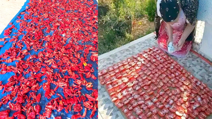 هكذا تجفف طماطم الصيف في قالمة