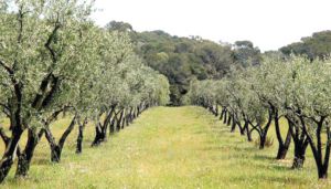 دعوة إلى التعامل مع بساتين الزيتون كأشجار مثمرة