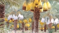 بسكرة.. الأمن الغذائي يبدأ من هنا