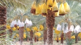 بسكرة.. الأمن الغذائي يبدأ من هنا