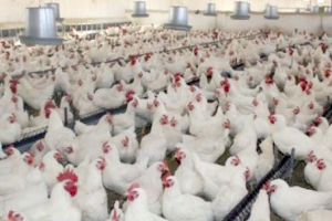 مرض خطير يأتي على أزيد من 250 ألف دجاجة