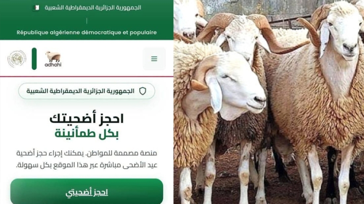 إطلاق منصّة "أضاحي" لحجز وبيع المواشي المستوردة