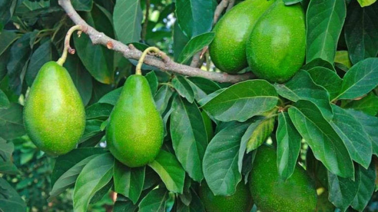 تجربة ناجحة لغرس أشجار فواكه استوائية