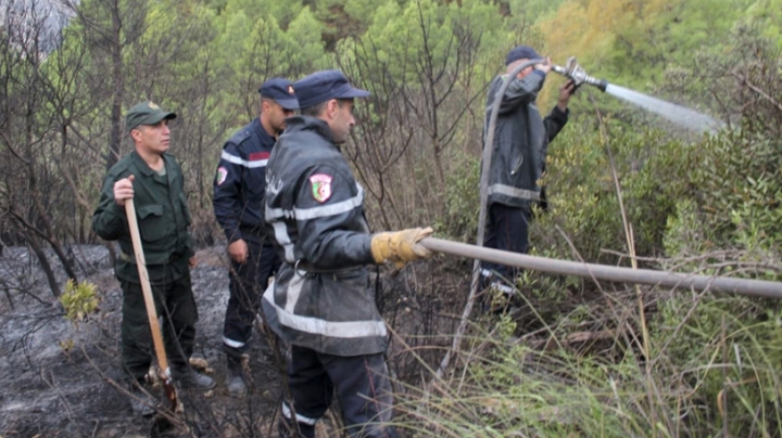 لجنة ولائية لتقييم حجم أضرار الحرائق في تيبازة
