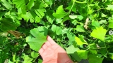 زراعة شجرة الجنكة لتنويع الغطاء الأخضر