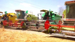 Evening harvest of 2M quintals by 420 harvesters and 80 trucks