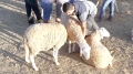 المبادرات الخيرية تُنعش روح التكافل