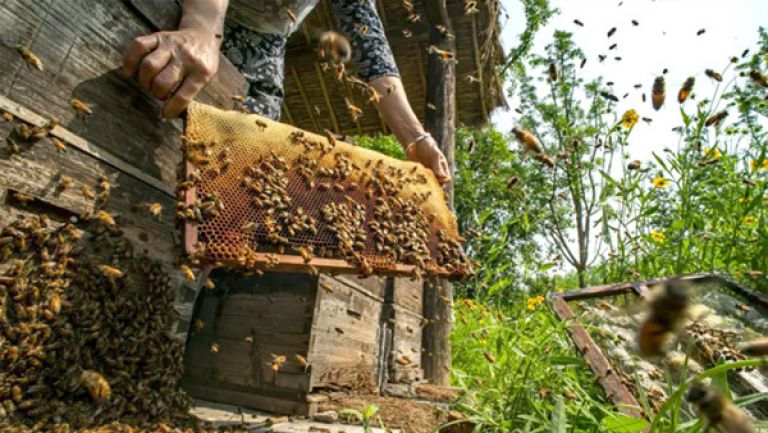 مستعمرة من النحل تهجم على عرس