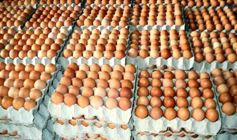الشروع في تصدير 4 ملايين بيضة نحو ليبيا