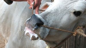 المصالح الفلاحية تدق ناقوس الخطر