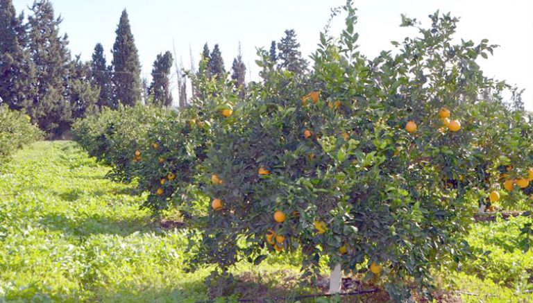 بساتين البرتقال محرومة من السقي