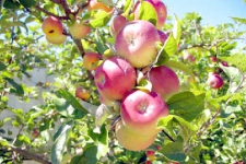 إنتاج 360 ألف قنطار من فاكهة التفاح