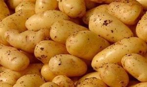 إنتاج 15 مليون قنطار من البطاطس