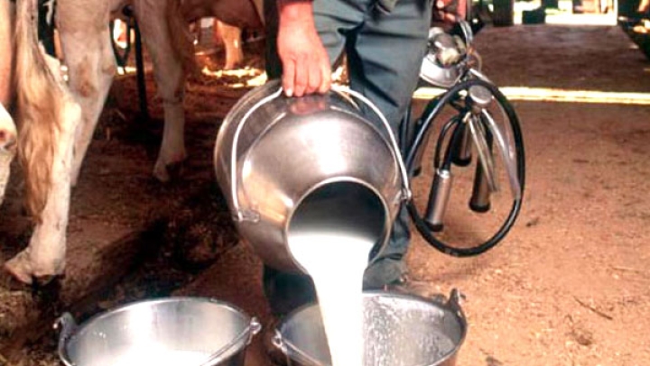 إنتاج 72 ألف لتر من الحليب يوميا