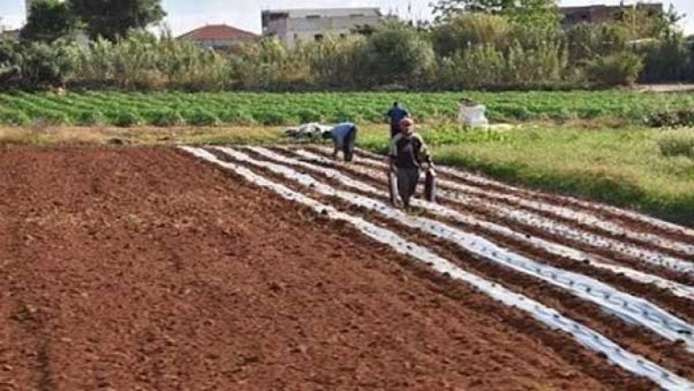 تجربة رائدة في لزراعة السترونال والستيفيا