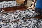 «السردين» بعين تموشنت بسعر 900 دج للكيلوغرام