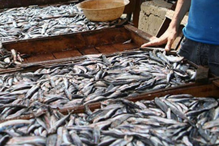 «السردين» بعين تموشنت بسعر 900 دج للكيلوغرام