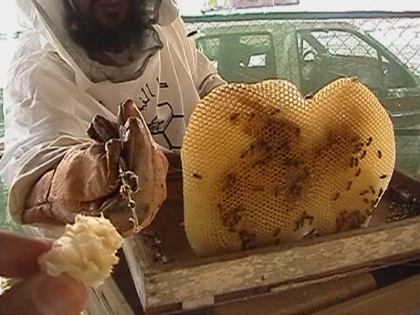 إنتاج 1625 قنطار من العسل ودورات تكوينية لمربي النحل  