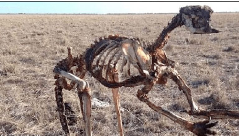 «مأساة أستراليا” في صورة واحدة