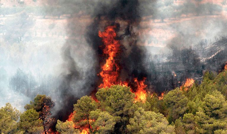 417 فلاحا متضررا من حرائق الغابات