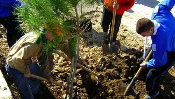 نحو غرس 150 ألف شجيرة